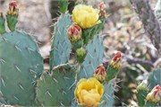 Tucson 2546